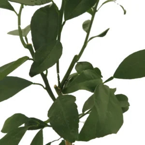 Glen Navel Orange Citrus Tree - 5 inch Pot - Indoor Outdoor Fruit Tree