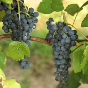 Glenora Seedless Live Grape Vine Plant - Seedless 1-2 yr 28-38 Inch Tall