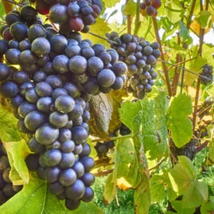 Glenora Seedless Live Grape Vine Plant - Seedless 1-2 yr 28-38 Inch Tall