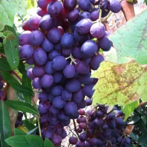 Glenora Seedless Live Grape Vine Plant - Seedless 1-2 yr 28-38 Inch Tall