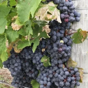 Glenora Seedless Live Grape Vine Plant - Seedless 1-2 yr 28-38 Inch Tall
