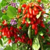 Goji Berry Plant - 3 Red Goji Berry Plants - Live Berry Fruit Tree - Easy to Grow