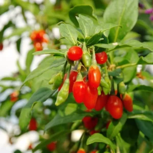 Goji Berry Plant - 3 Red Goji Berry Plants - Live Berry Fruit Tree - Easy to Grow