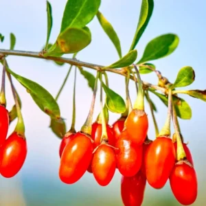 Goji Berry Plant - 3 Red Goji Berry Plants - Live Berry Fruit Tree - Easy to Grow