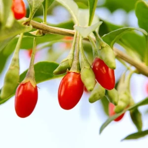 Goji Berry Plant - 3 Red Goji Berry Plants - Live Berry Fruit Tree - Easy to Grow