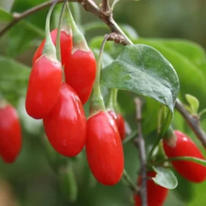 Goji Berry Plant - 3 Red Goji Berry Plants - Live Berry Fruit Tree - Easy to Grow