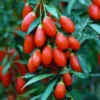 Goji Berry Plant Bush - Live Goji Berries Tree - 4-10 Inch Potted Plant