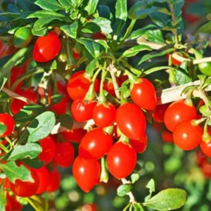 Goji Berry Plant Bush - Live Goji Berries Tree - 4-10 Inch Potted Plant