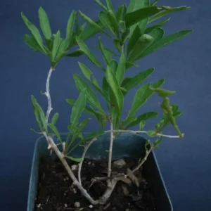 Goji Berry Plant Bush - Live Goji Berries Tree - 4-10 Inch Potted Plant