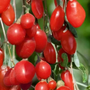 Goji Berry Plant Bush - Live Goji Berries Tree - 4-10 Inch Potted Plant