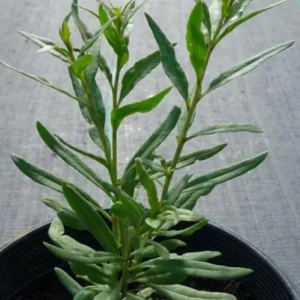 Goji Berry Plant Bush - Live Goji Berries Tree - 4-10 Inch Potted Plant