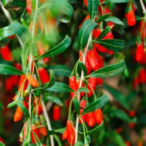Goji Berry Plant Bush - Live Goji Berries Tree - 4-10 Inch Potted Plant
