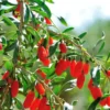 Goji Berry Plants (3 Pack) - Live Red Sweet Goji Berry Trees - Perennial Garden Plants