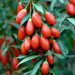 Goji Berry Plants (3 Pack) - Live Red Sweet Goji Berry Trees - Perennial Garden Plants