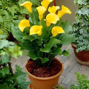 Gold Calla Lily Live Plant - In Blooming - 15 to 20 Inch Height - 1 Gallon Pot - Garden Ready