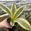Gold Dust Snake Plant Sansevieria - 4 Inch Pot - Easy Care Houseplant
