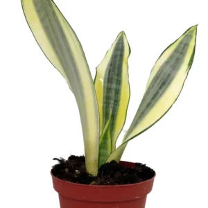 Gold Dust Snake Plant Sansevieria - 4 Inch Pot - Easy Care Houseplant