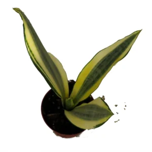 Gold Dust Snake Plant Sansevieria - 4 Inch Pot - Easy Care Houseplant