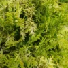 Gold False Cypress Soft Serve - 4 inch Pot - Chamaecyparis - Easy Care Evergreen