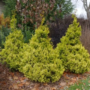 Gold False Cypress Soft Serve - 4 inch Pot - Chamaecyparis - Easy Care Evergreen