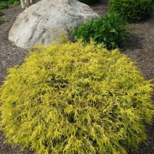 Gold Mop False Cypress - 4 Inch Potted Outdoor Bonsai Plant