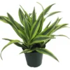 Gold Star Madagascar Dragon Tree - Dracaena - 6 Inch Potted Plant - Easy Care