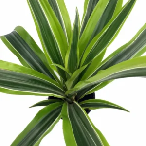 Gold Star Madagascar Dragon Tree - Dracaena - 6 Inch Potted Plant - Easy Care