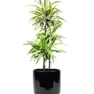 Gold Star Madagascar Dragon Tree - Dracaena - 6 Inch Potted Plant - Easy Care