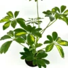 Gold Umbrella Tree Schefflera Arboricola - 4 Inch Potted Houseplant Gold Capella