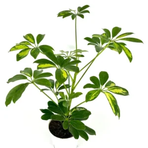 Gold Umbrella Tree Schefflera Arboricola - 4 Inch Potted Houseplant Gold Capella