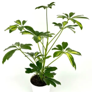 Gold Umbrella Tree Schefflera Arboricola - 4 Inch Potted Houseplant Gold Capella