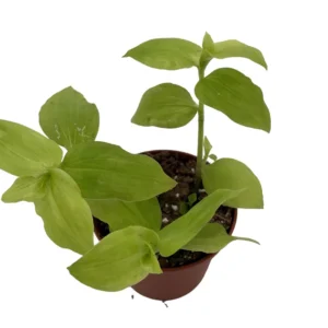 Gold Wing Tradescantia Plant - 2.5 inch Pot - Vibrant Foliage Houseplant