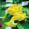 Golden Angel Trumpet Live Plant - Subtropical Shrub - 15 to 20" Height - White, Pink, Yellow Flowers