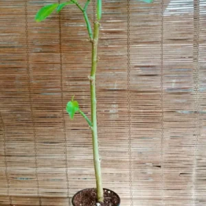 Golden Angel Trumpet Live Plant - Subtropical Shrub - 15 to 20