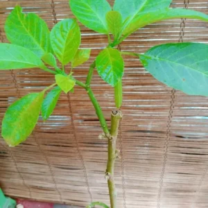 Golden Angel Trumpet Live Plant - Subtropical Shrub - 15 to 20