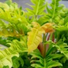 Golden Crocodile Philodendron - Easy Houseplant - 4" Pot - Indoor Plant