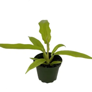 Golden Crocodile Philodendron - Easy Houseplant - 4