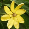 Golden Gardenia tubifera Plant - 4 inch Pot - Color Changing Flowers