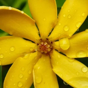 Golden Gardenia tubifera Plant - 4 inch Pot - Color Changing Flowers