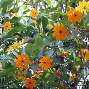 Golden Gardenia tubifera Plant - 4 inch Pot - Color Changing Flowers