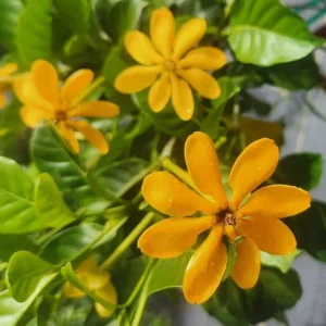 Golden Gardenia tubifera Plant - 4 inch Pot - Color Changing Flowers