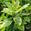 Golden Gem Rubber Tree Plant - 2.5 inch Potted Ficus altissima