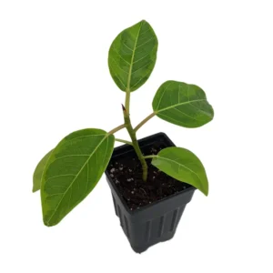 Golden Gem Rubber Tree Plant - 2.5 inch Potted Ficus altissima