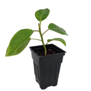 Golden Gem Rubber Tree Plant - 2.5 inch Potted Ficus altissima