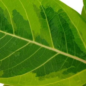 Golden Gem Rubber Tree Plant - 2.5 inch Potted Ficus altissima