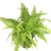 Golden Glow Boston Fern Plant - 2.5" Pot - Lemon Yellow Nephrolepis