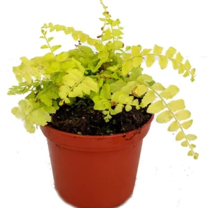 Golden Glow Boston Fern Plant - 2.5
