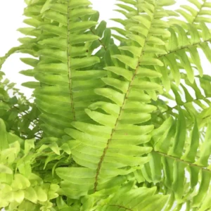 Golden Glow Boston Fern Plant - 2.5