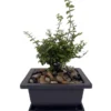 Golden Privet Bonsai Tree - Mini Japanese Style in Square Pot with Saucer