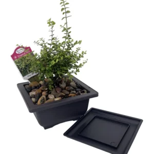 Golden Privet Bonsai Tree - Mini Japanese Style in Square Pot with Saucer
